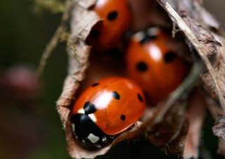 Coccinelle à sept points (Coccinella septempunctata) – Népal