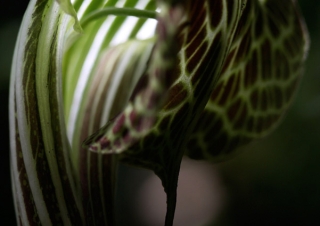 Araceae, Arum – Népal
