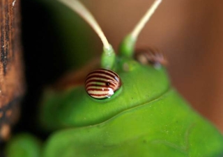 Orthoptères – Malawi