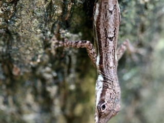 Lézard – Jamaïque