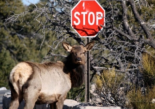 Cerf hémione, stop au brame – Arizona