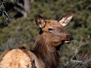 Cerf hémione (Odocoileus hemionus) – Arizona