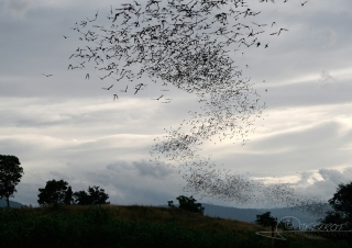 Molossidae (Chaerephon plicatus) – Thaïlande
