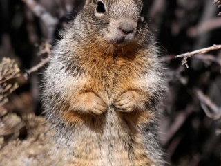 Ecureuil des rochers (Spermophilus variegatus) – Arizona