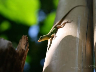 Geckos – Jamaïque