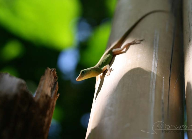 Geckos – Jamaïque