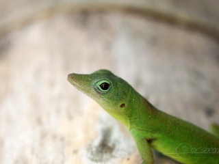 Geckos des caraïbes – Jamaïque