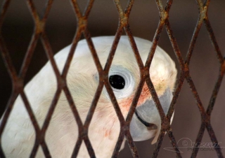 Perroquet, ouvrez la cage – Jamaïque