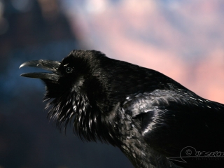 Grand Corbeau (Corvus corax) – Arizona