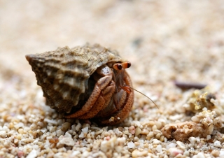 Bernard l’ermite (Pagurus bernhardus) – Jamaïque