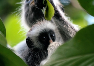 Zanzibar red colobus (Procolobus kirkii) – Tanzanie