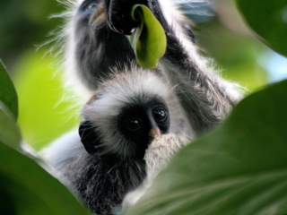 Zanzibar red colobus (Procolobus kirkii) – Tanzanie