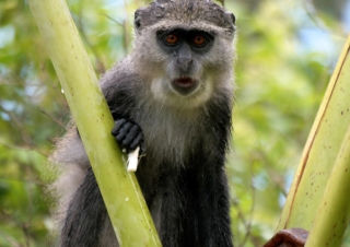 Zanzibar Sykes’ monkey (Cercopithecus albogularis) – Tanzanie