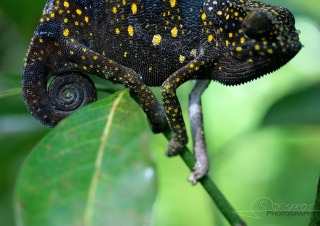 Humeur en couleur, Chamaeleonidae – Tanzanie