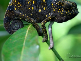 Humeur en couleur, Chamaeleonidae – Tanzanie