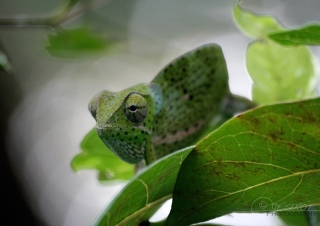 Caméléon mimétique – Tanzanie