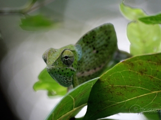 Caméléon mimétique – Tanzanie