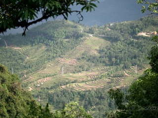 Versant du riz – Népal