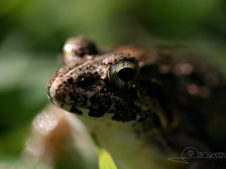 Grenouiller – Népal