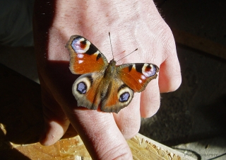 Bijou Paon du jour – France