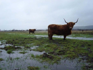 Highland Cattle du Marais Vernier / France