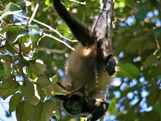 Hurleur du Guatemala (Alouatta pigra) – Nicaragua