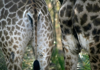 Robes de girafes (Giraffa camelopardalis) – Afrique du Sud