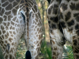 Robes de girafes (Giraffa camelopardalis) – Afrique du Sud
