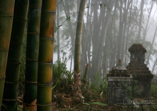 Bambouseraie, Darjeeling – Inde