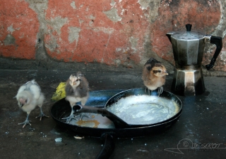 Poussin ou lave-vaisselle – Malawi