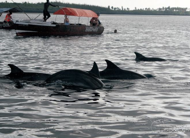 Penser à garder ses distances, Watching Dolphin Tour – Tanzanie
