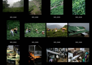 Rajah et Makaibari  : Un thé au goût éthique et écologique