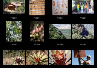 Rodrigues : Protéger la Mata Atlantica en favorisant l’écotourisme