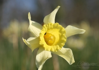 Biodiversité, tout doit disparaître 18 / 22 – NDDL