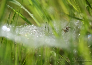 Biodiversité, tout doit disparaître 4 / 22 – NDDL