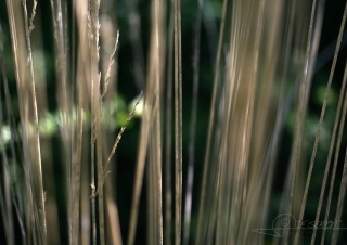Biodiversité, tout doit disparaître 13 / 22 – NDDL
