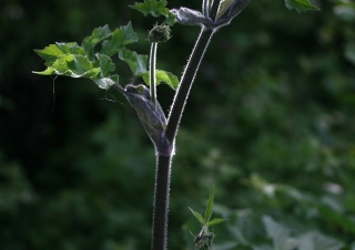 Biodiversité, tout doit disparaître 10 / 22 – NDDL