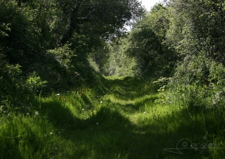 Biodiversité, tout doit disparaître 11 / 22 – NDDL