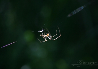 Biodiversité, tout doit disparaître 15 / 22 – NDDL