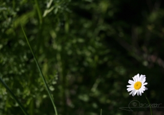 Biodiversité, tout doit disparaître 12 / 22 – NDDL