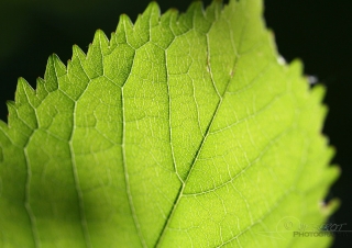 Biodiversité, tout doit disparaître 21 / 22 – NDDL