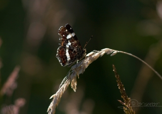 Biodiversité, tout doit disparaître 16 / 22 – NDDL