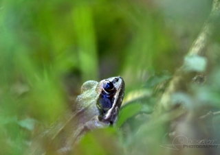 Biodiversité, tout doit disparaître 6 / 22 – NDDL