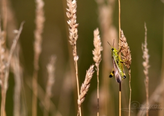Biodiversité, tout doit disparaître 17 / 22 – NDDL