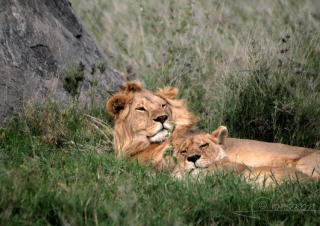 Lion d’Afrique (Panthera leo leo) – Tanzanie