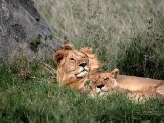 Amour de Lion / Tanzanie