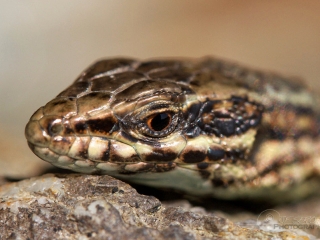 Lézard des murailles (Podarcis muralis) – France