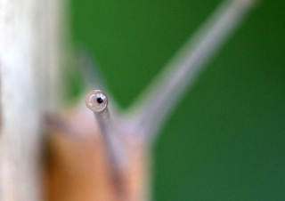 Escargot Petit-gris (Helix aspersa aspersa) – France