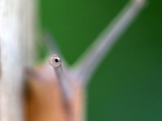 Escargot Petit-gris (Helix aspersa aspersa) – France