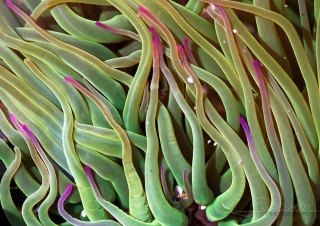 Anémone verte (Anemonia viridis) – France